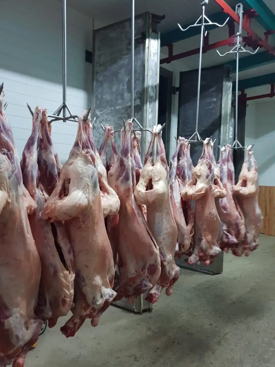 Замороженная говядина высокое качество Казахстан оптовая продажа Органическая натуральная замороженная мясо Халяль