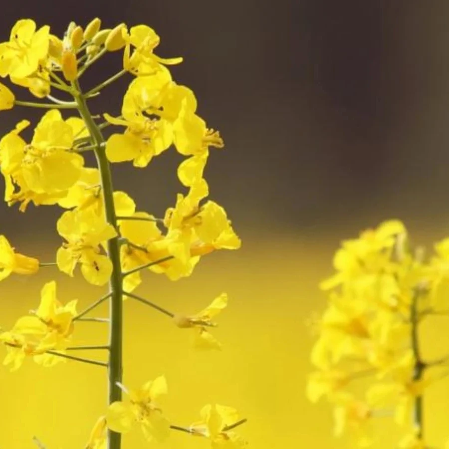 
Quality Rapeseed Natural from SA- Rape seed and Quality Rapeseed Natural from SA- Rape seed and Canola 