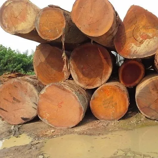 High quality wood log eucalyptus wood log suppliers