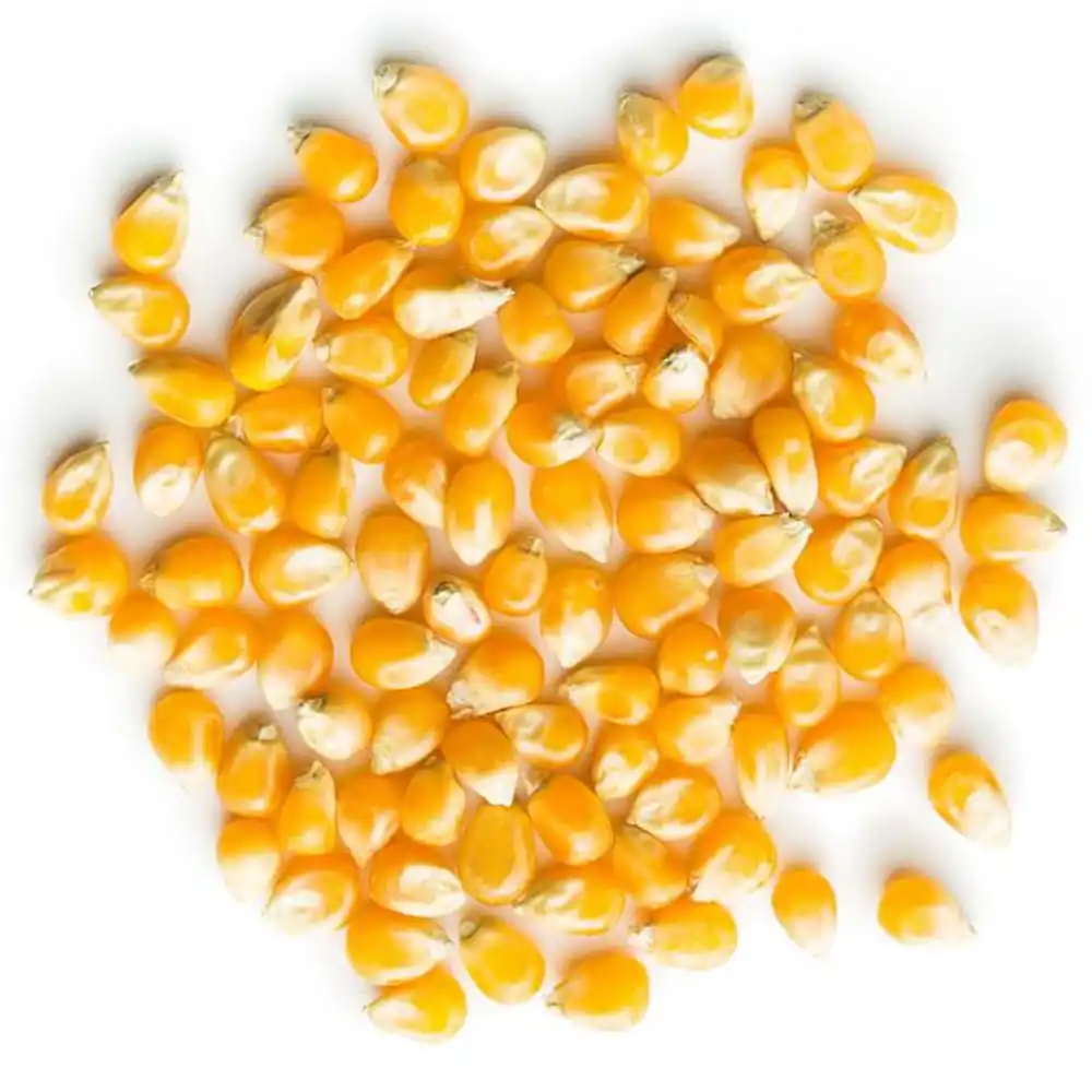 Feed Corn Yellow Sweet Maize Corn Animal Feed Yellow Corn For Human