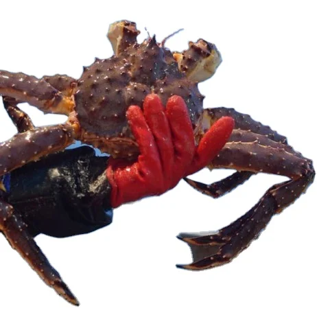 Королевский краб, Королевский краб