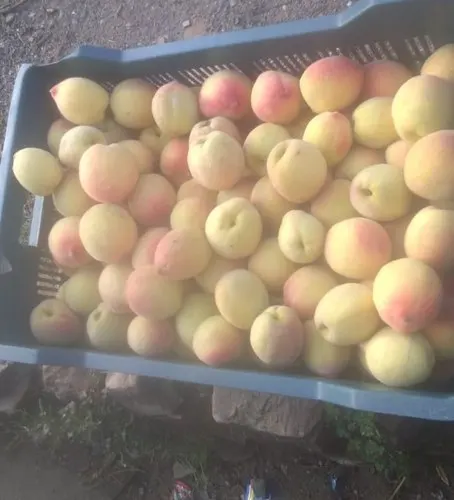 High Quality Wholesale Peaches Russia