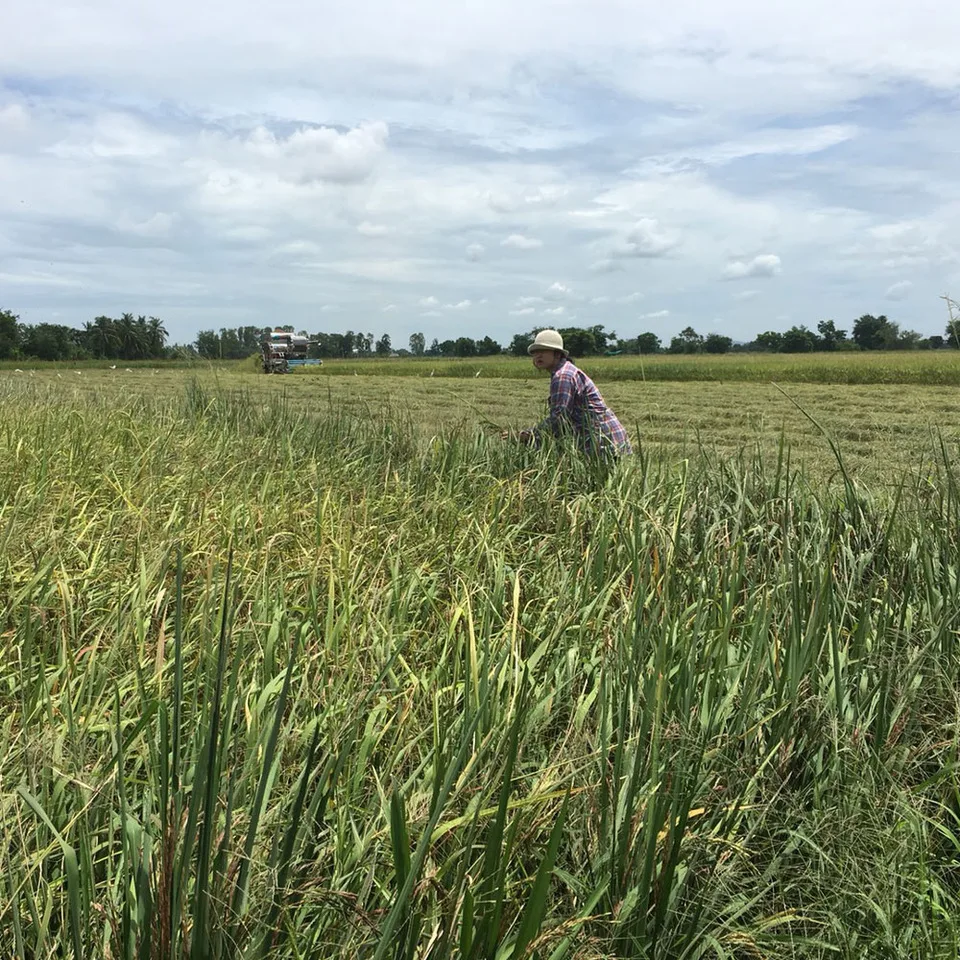 
Premium Quality Good Price Jasmine White Rice With GMP And HACCP Certification From Thailand 