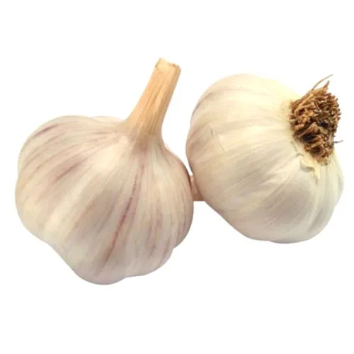 SOLO GARLIC/ LONELY GARLIC CHEAP PRICE AND BEST PRICE