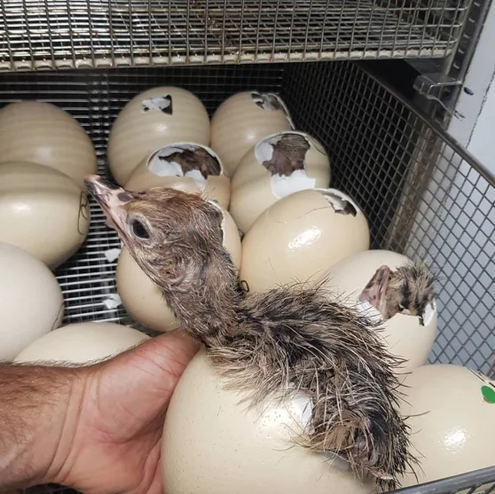 OSTRICH EGGS