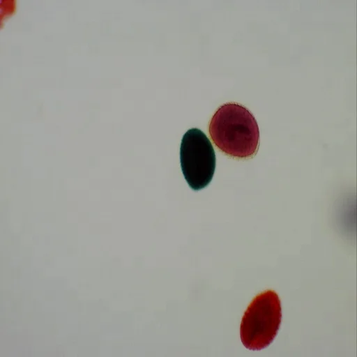 Botany Microscope Slides for Microscope (100pcs) Prepared Educational Prepared Slides Biology Science Education