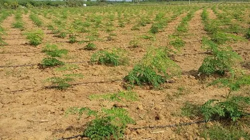 PKM1 предложение семян плантации Моринги из индийской сельскохозяйственной фермы