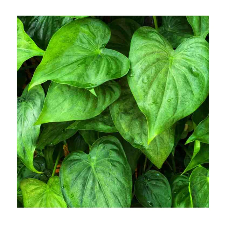 Pure Malaysia Rainforest Derived Organic Typhonium Flagelliforme (Keladi Tikus) Herbal Extract Powder Helps Stomach Digestive