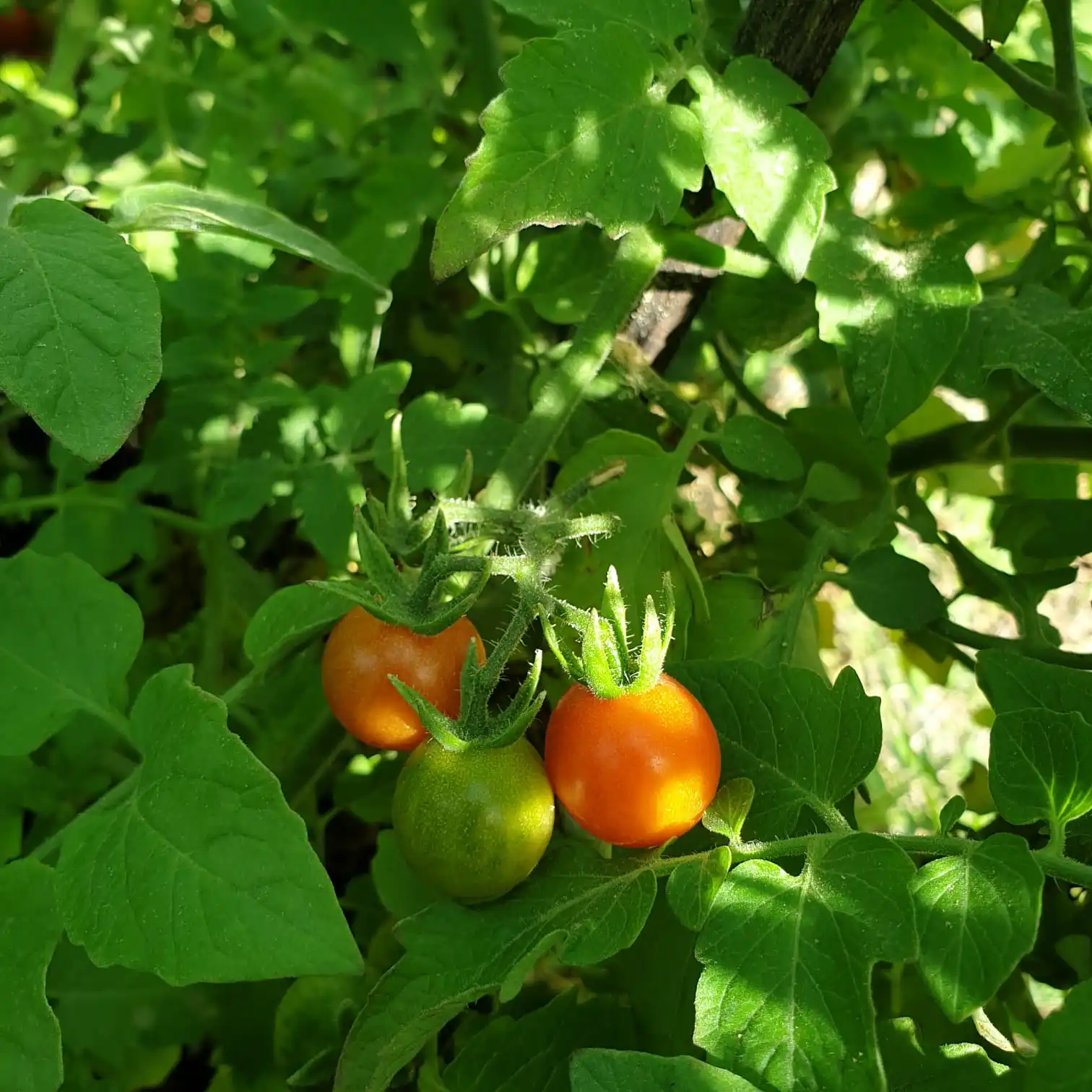 
High Quality 90% - 100% Maturity Red Fresh Organic Cherry Tomato From Thailand 