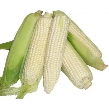 
White Corn, Yellow Corn /White Corn /maize For Sale 