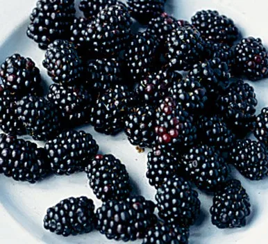 Blackberry Frozen IQF Fruits Mixed Berries Blueberry Blackberry Strawberry Raspberry For Sale