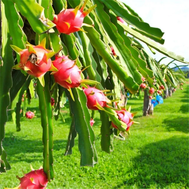 
The Top Cheap Price For White Dragon Fruit Shipping From Turkey Have Light Sweeten Taste 