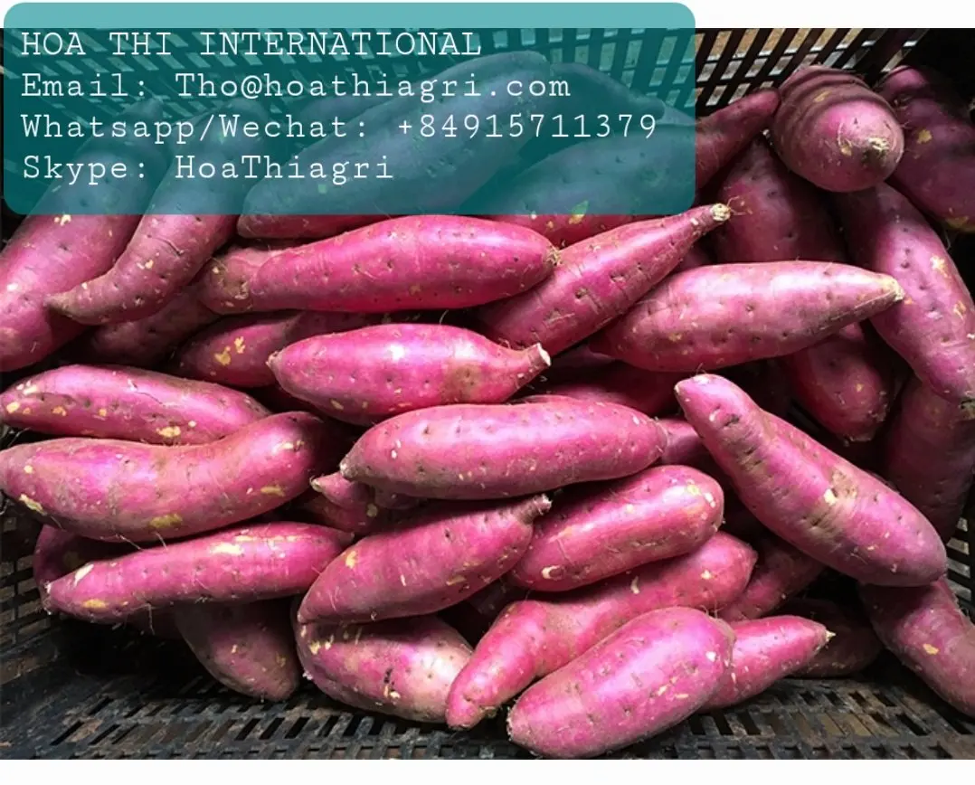 Carton Boxes Common Cultivation Type 100% Natural 170-450kg High Quality  Sweet Potato Origin From Vietnam