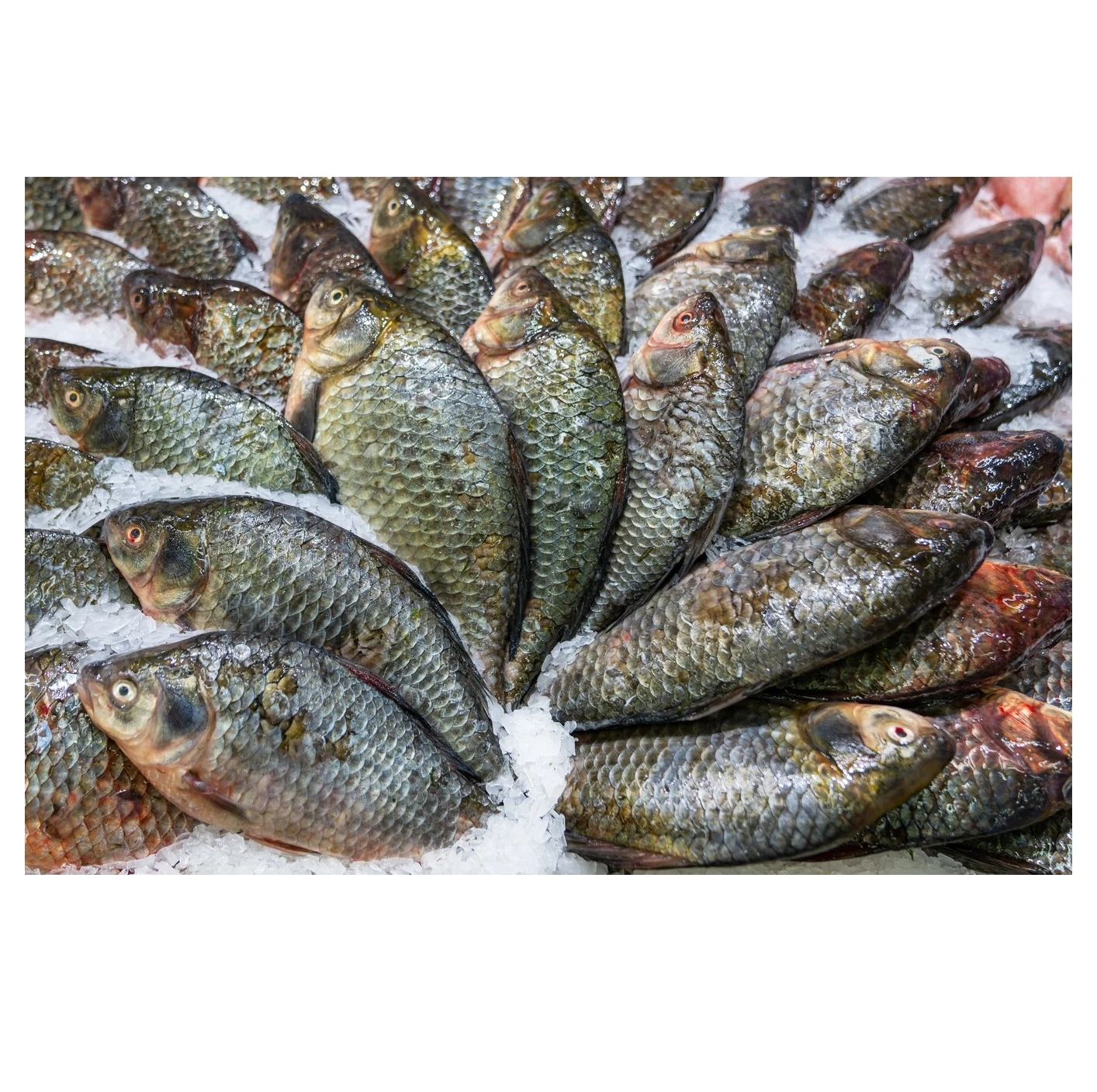 FROZEN BLACK TILAPIA WR (OREOCHROMIS MOSSAMBICUS) Glazing 10 Size 300-500 grams-pc