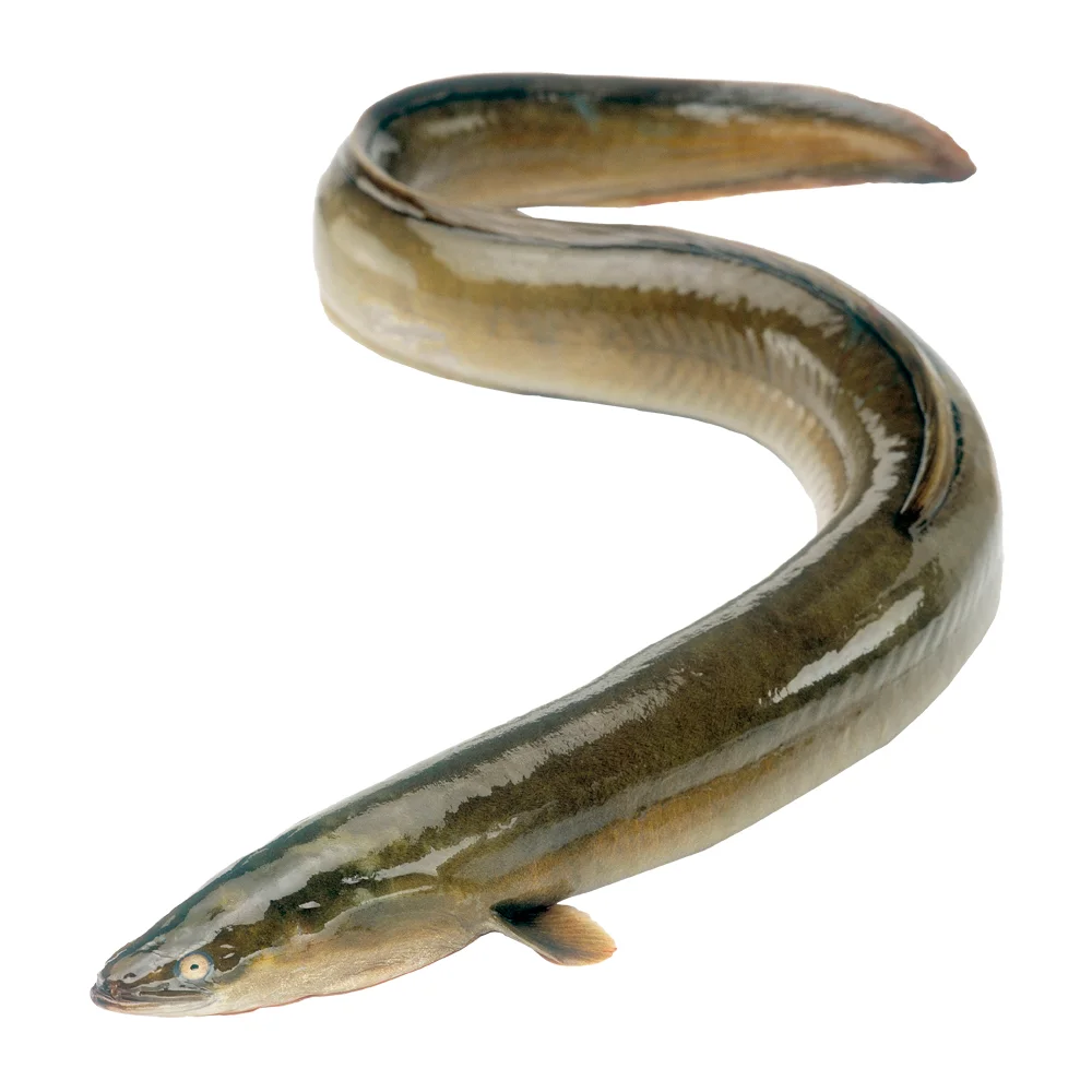 Wholesale Alive Fresh Frozen Eel Fish From Bangladesh Supplier