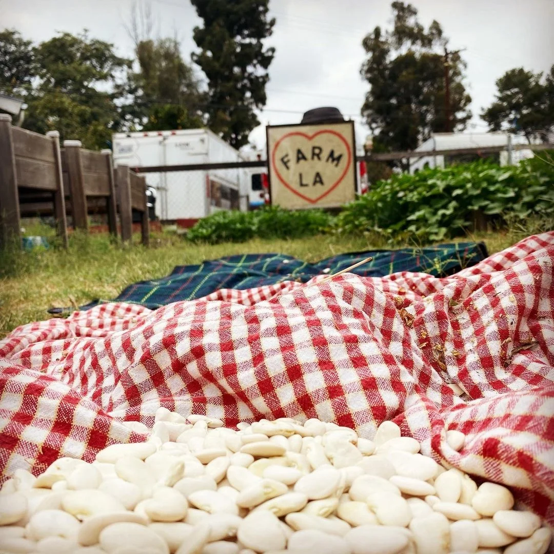 Ранг один свежие и сушеные Лима бобы