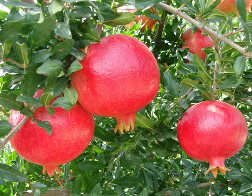 New fresh grown Pomegranate in Cheap price