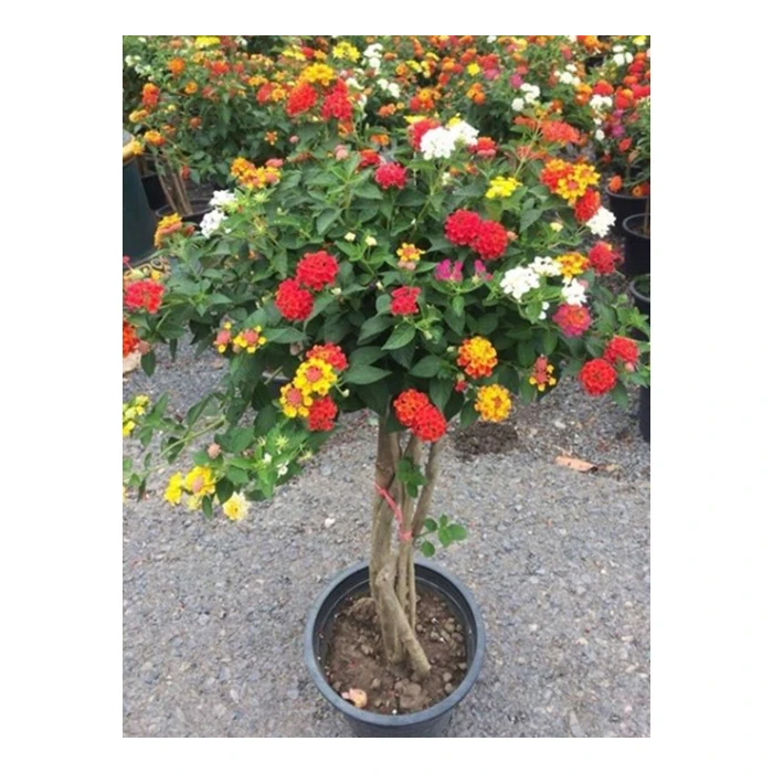 Натуральные растения Lantana Camara из