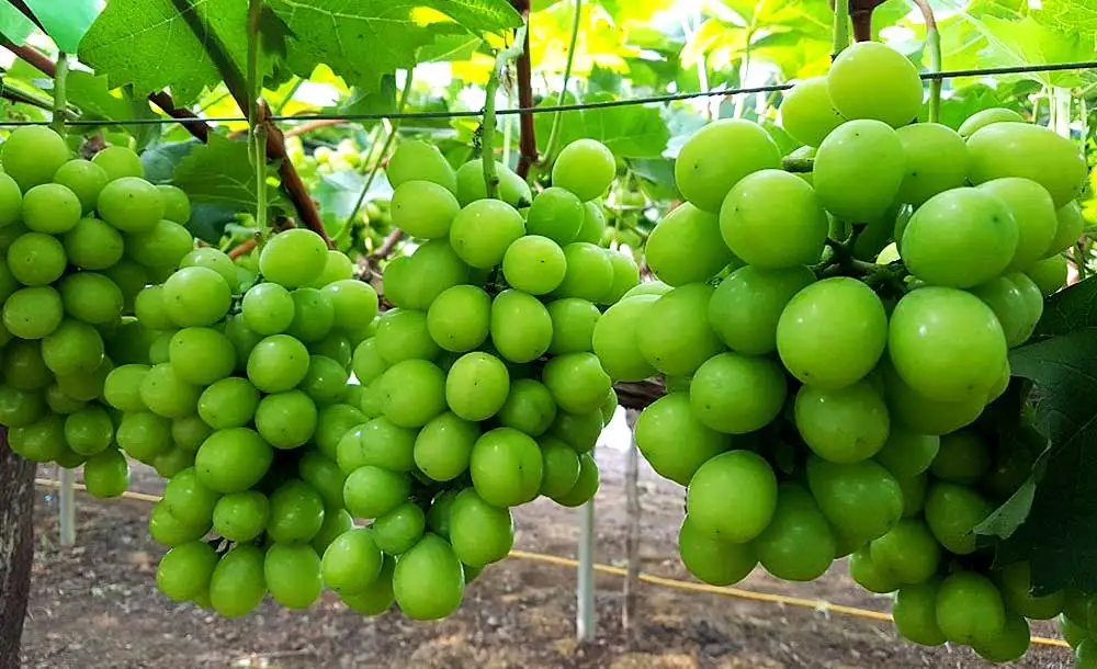 Korean Premium Shine Muscat Grapes