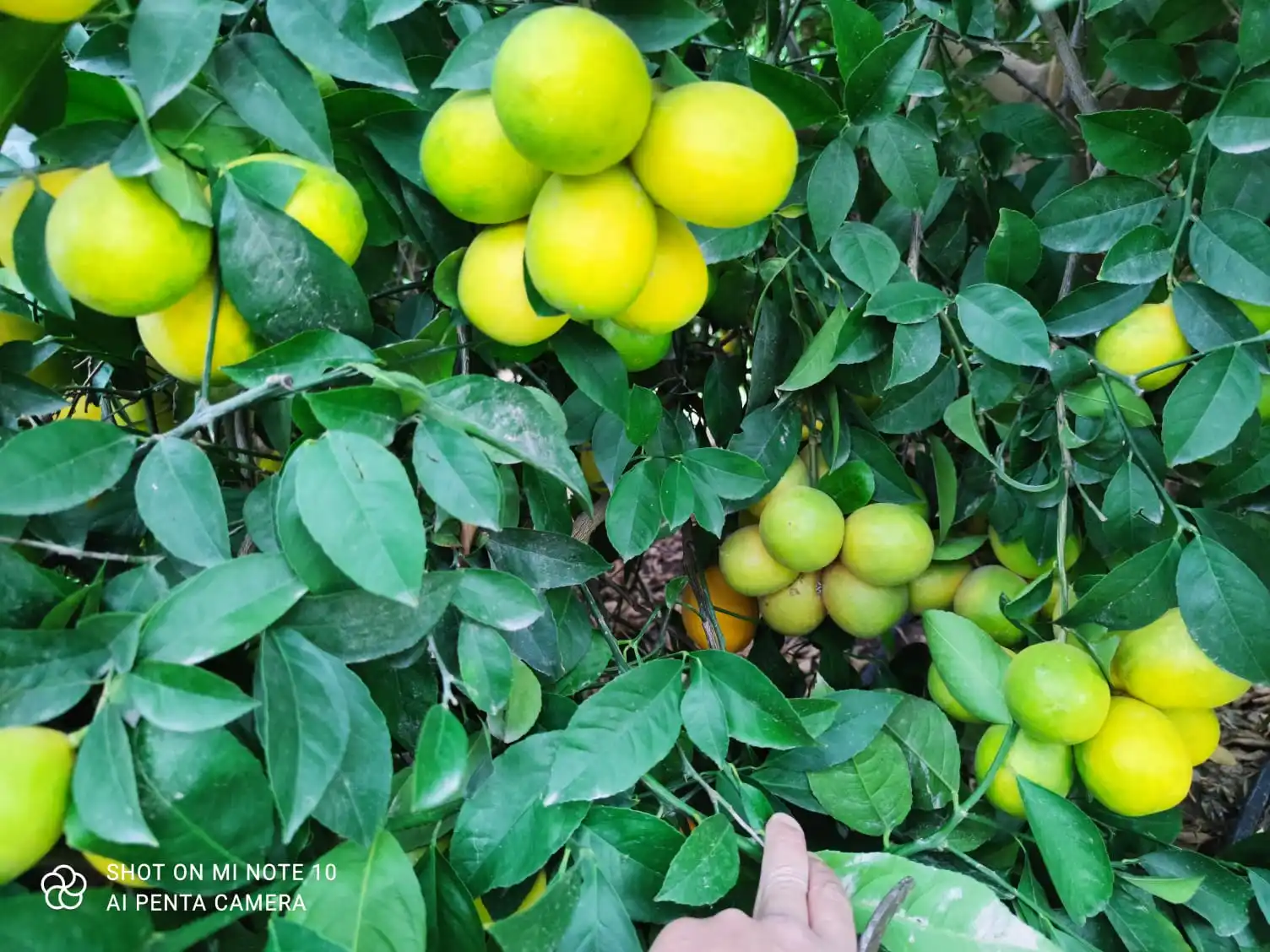 MDT Product production - Green Tech Ferro Mix - EC Fertilizer  - Liquid Fertilizer  - Fertilizer Solution With Iron Content