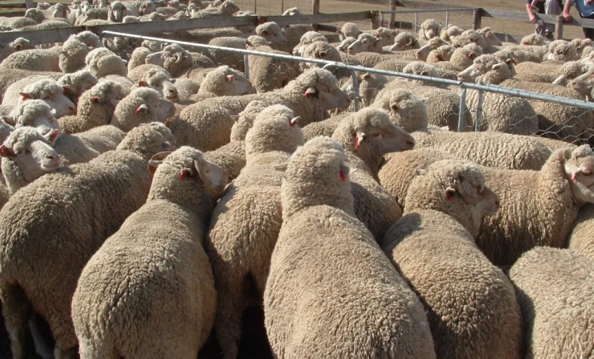 Pregnant Dorper sheep live