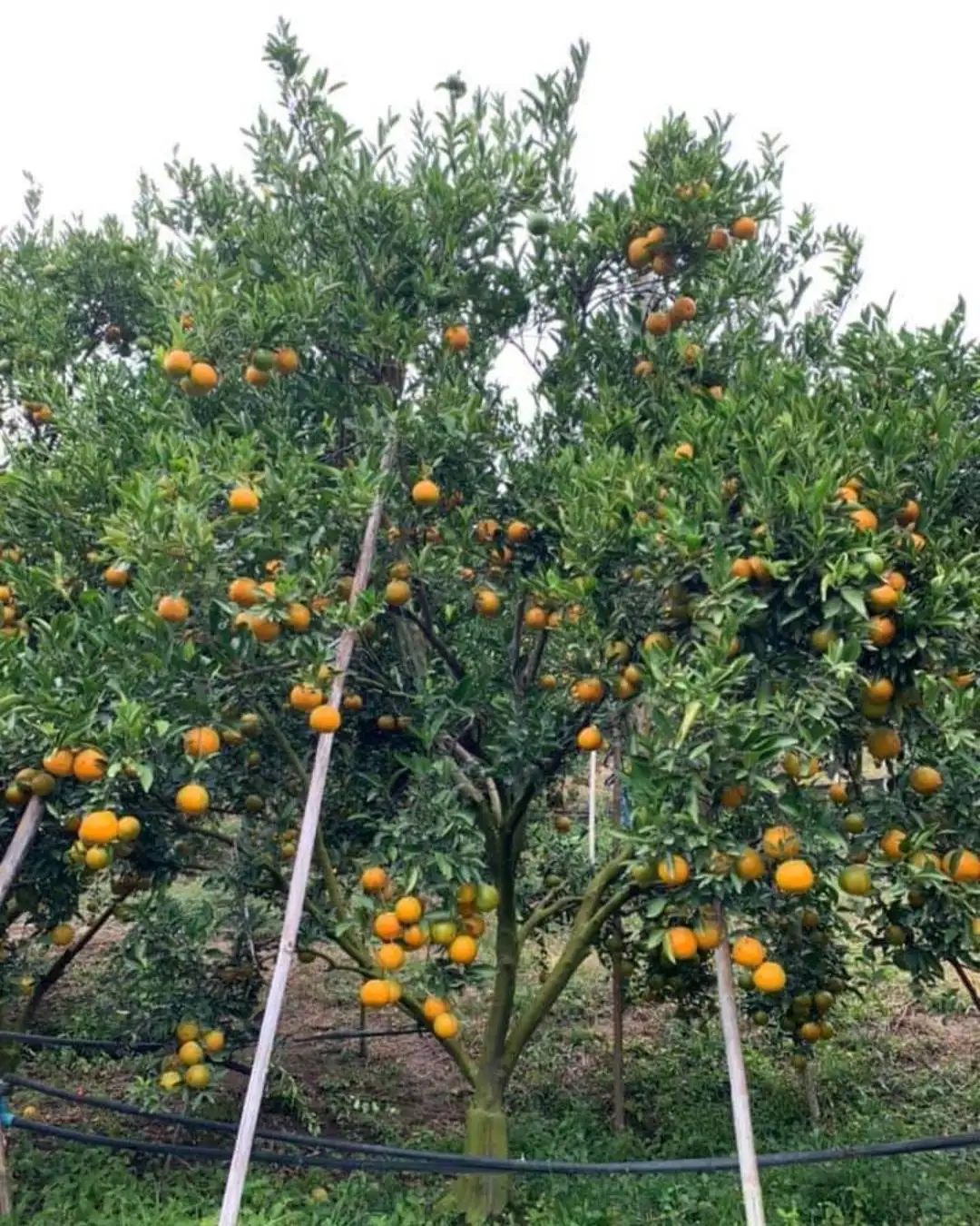 Best Quality Wholesale Fresh Sai Nam Phueng Orange Fruit from