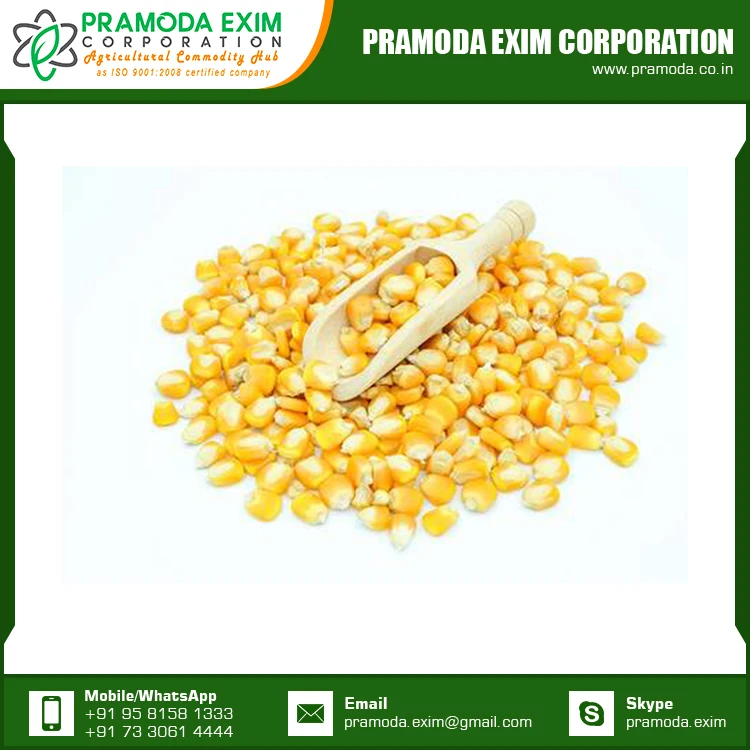 
Yellow Maize Corn Best Yellow Maize Corn for Animal Feed for Sale 