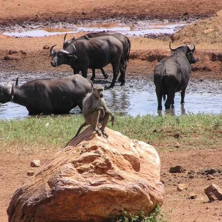 3 DAY TSAVO EAST AND WEST LUXURY SAFARI