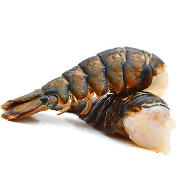  chinese spiny lobster (panulirus stimpsoni)