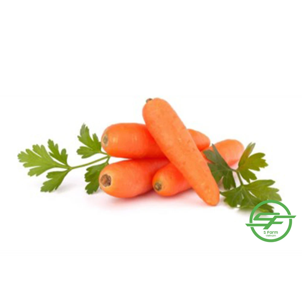 New crop fresh organic vegetables wholesale fresh carrots bulk export price