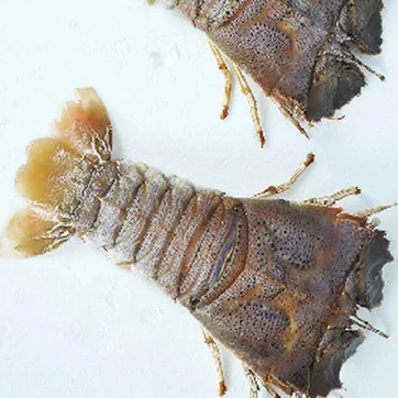 
Полный Вьетнам Fesh тапочки Лобстер-Лучшая цена 