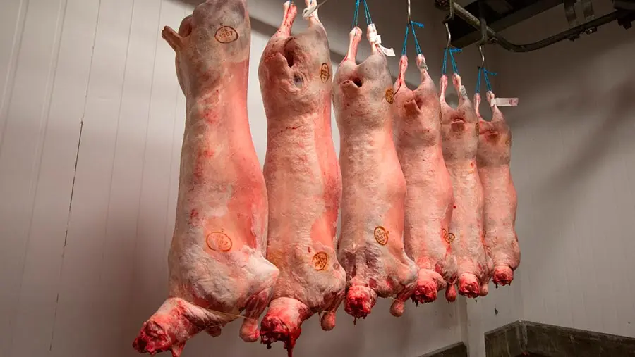 Wholesale Supplier Lambs carcass For Sale In Cheap Price
