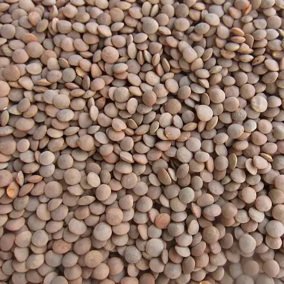 READY 25Kg 8mm Healthy Canadian Whole Green Lentils Bags / Best Green Lentils Wholesale Suppliers/Where To Buy Green Lentils
