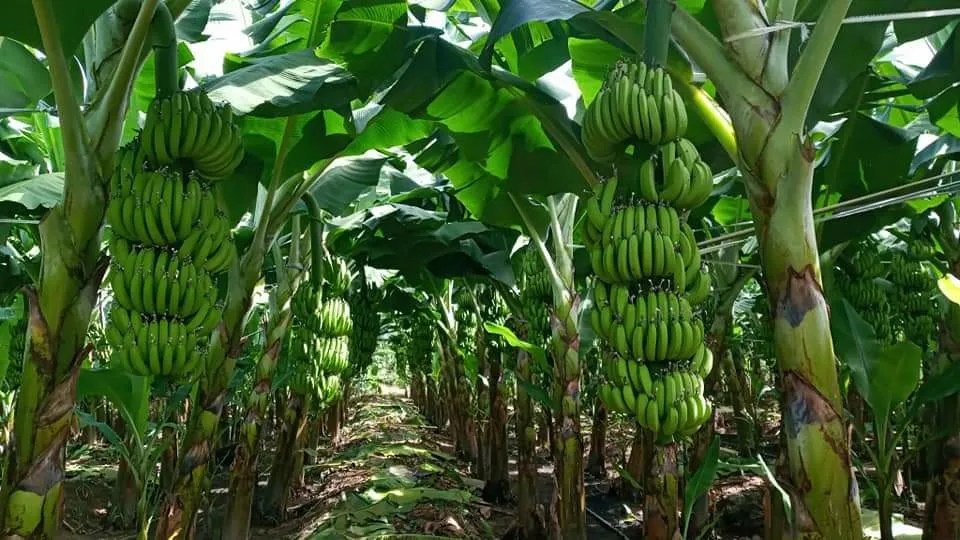 High Quality Fresh Fruits Banana (Cavendish) For Exporting/ Origin Vietnam Kotinochi Brand