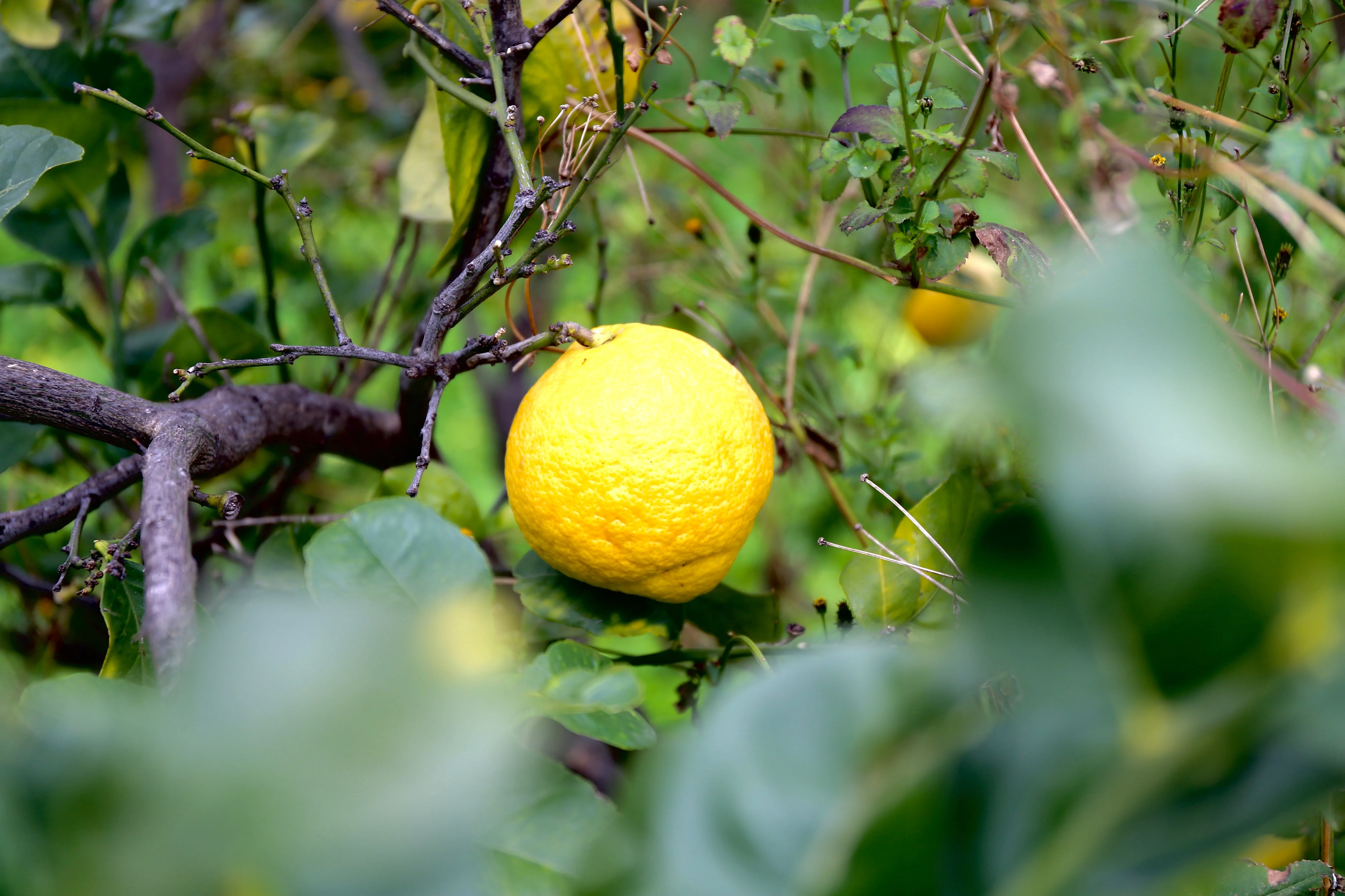 Italian Quality Fresh Yellow Organic Lemons Hand Picked in Sicily available in more Packing Made in Italy