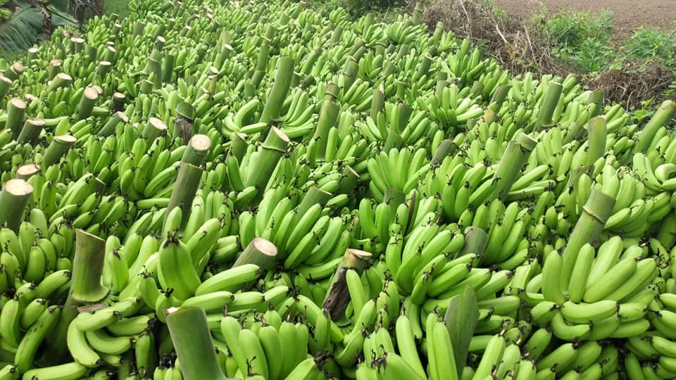 Green Organic Cavendish Banana for sale exporter