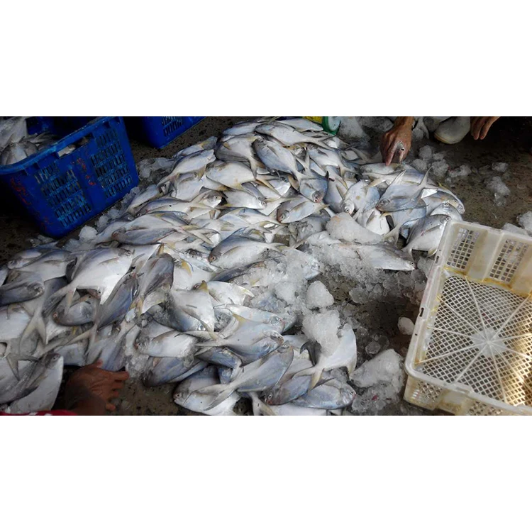 Land Frozen Farming Fish Silver Pomfret Small Size For Market