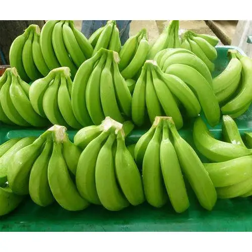 Fresh Green Cavendish Banana With Premium Export Quality