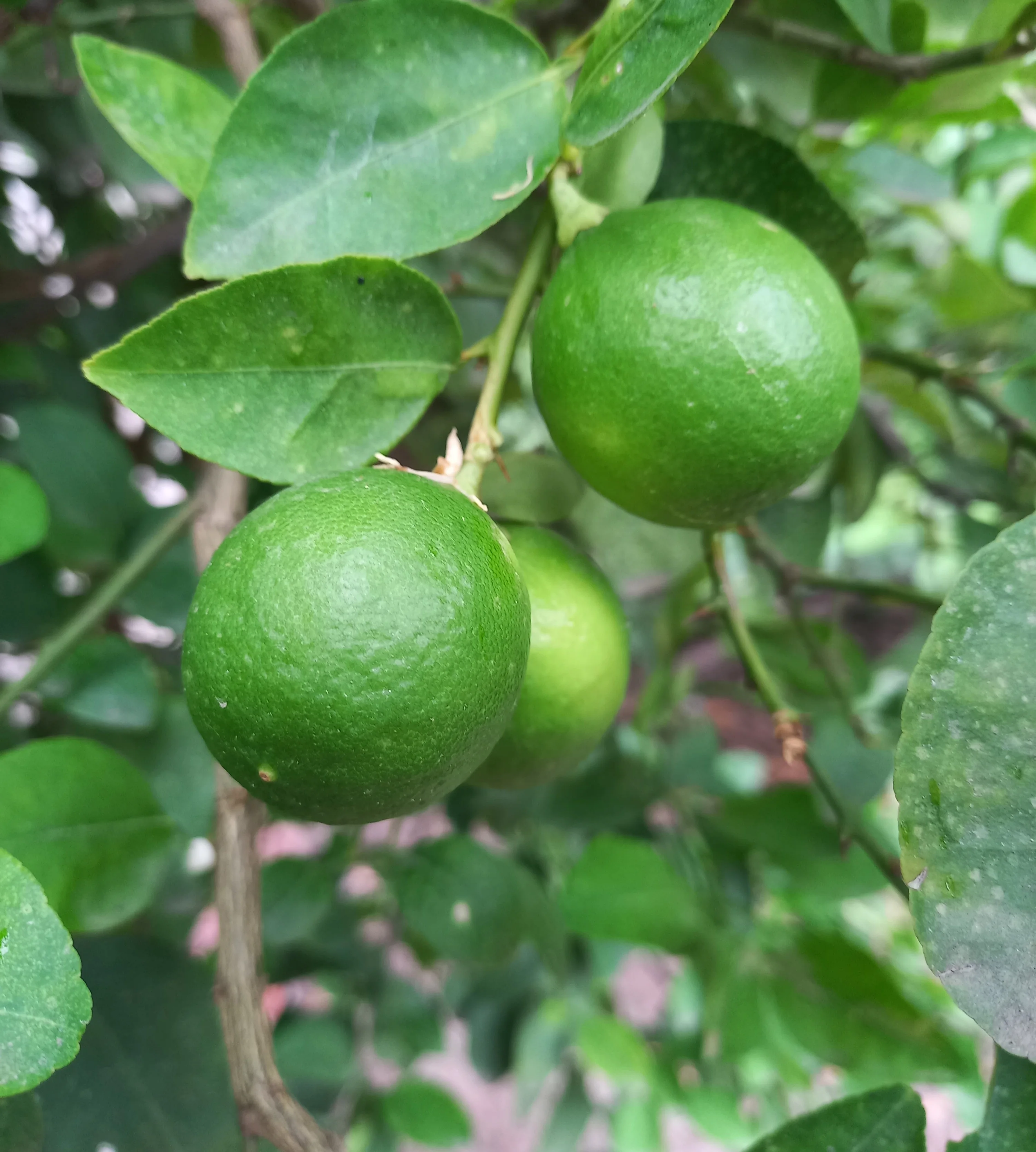 Fresh Green Indian Lemon