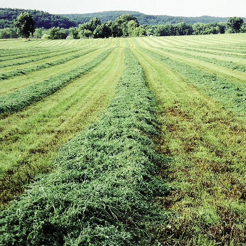 Top Quality Alfafa Hay for Animal Feeding Stuff Alfalfa / Timothy / Alfalfa