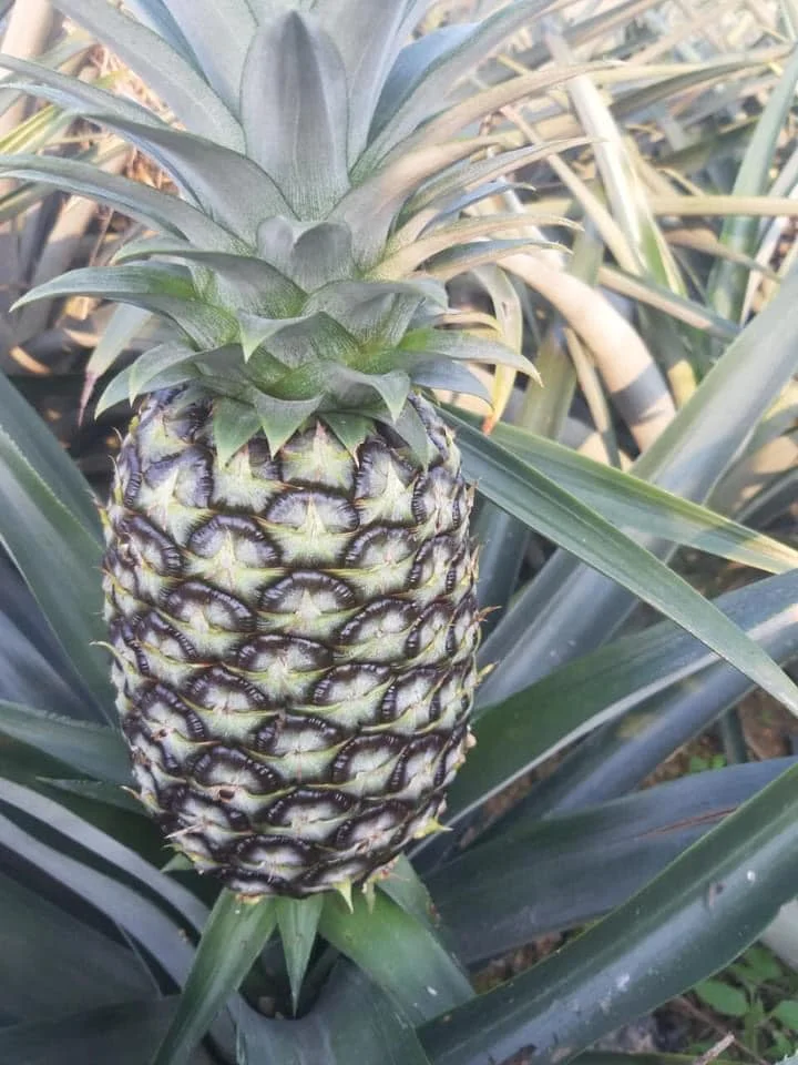  Vietnam pineapple fruit contains a lot of vitamin C combined with processing drinks which is exported to many