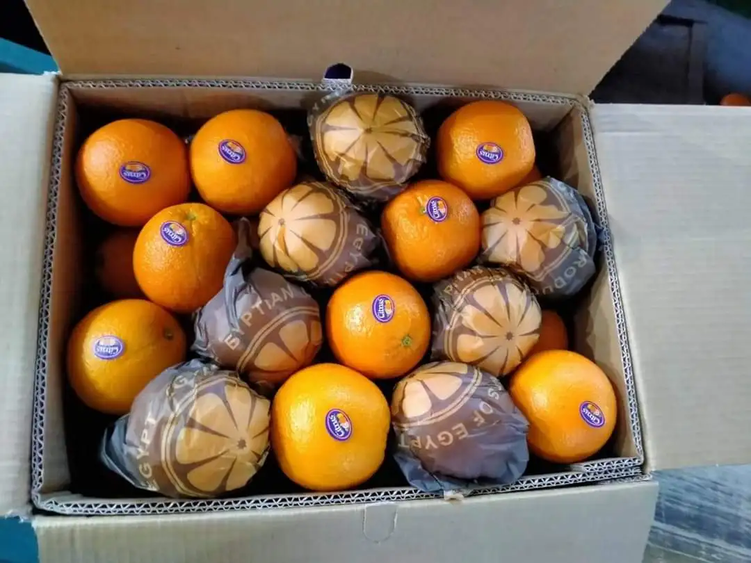 Свежий Пупок апельсин валенсиана и апельсины мандарин цитрусовые из Египта готовы к экспорту сезон
