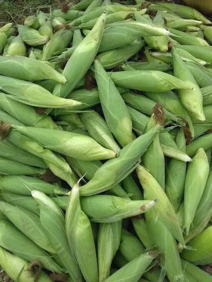 
Fresh Corn From Vietnam 