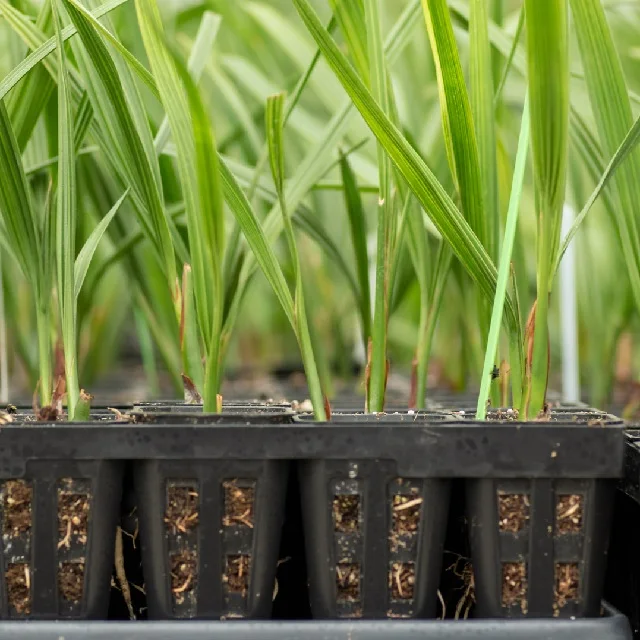 Саженцы для культа пальмовых тканей Wad Laggi Daglet Noor мичирик Date