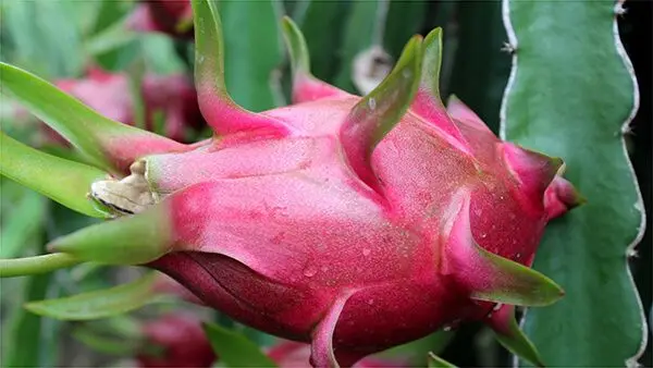 Свежий фрукт дракона оптом для экспорта.