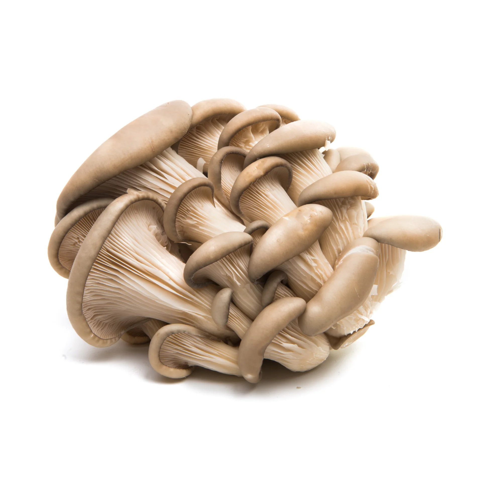 Oyester грибы нижнее белье высокого качества