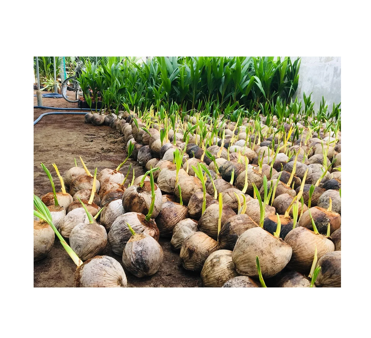 
Best Selling Dwarf Green SiameseCoconut Tree Seedling For Planting With Top Quality From Vietnam//Rachel: +84896436456 