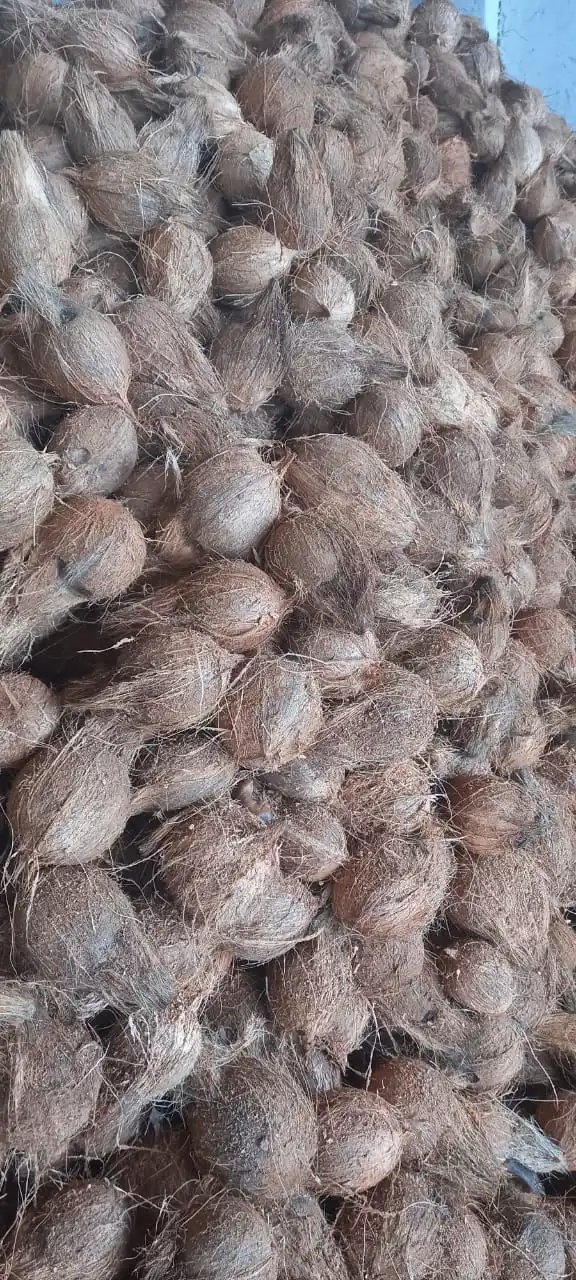 Top Selling Economic Price Natural Semi Husked Dried Coconut