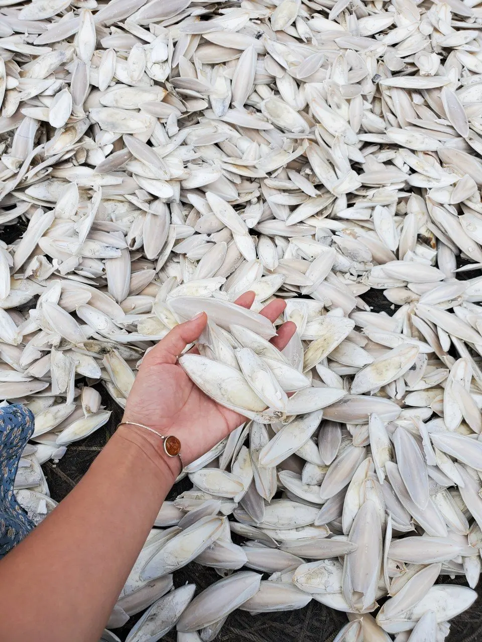 CUTTLEFISH BONES FOR BIRDS VIETNAM