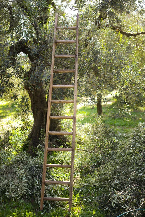 Ginger  Natural Flavored Extra Virgin Olive Oil  Galantino for dressing and cooking 250ml